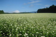 白い蕎麦の花畑
